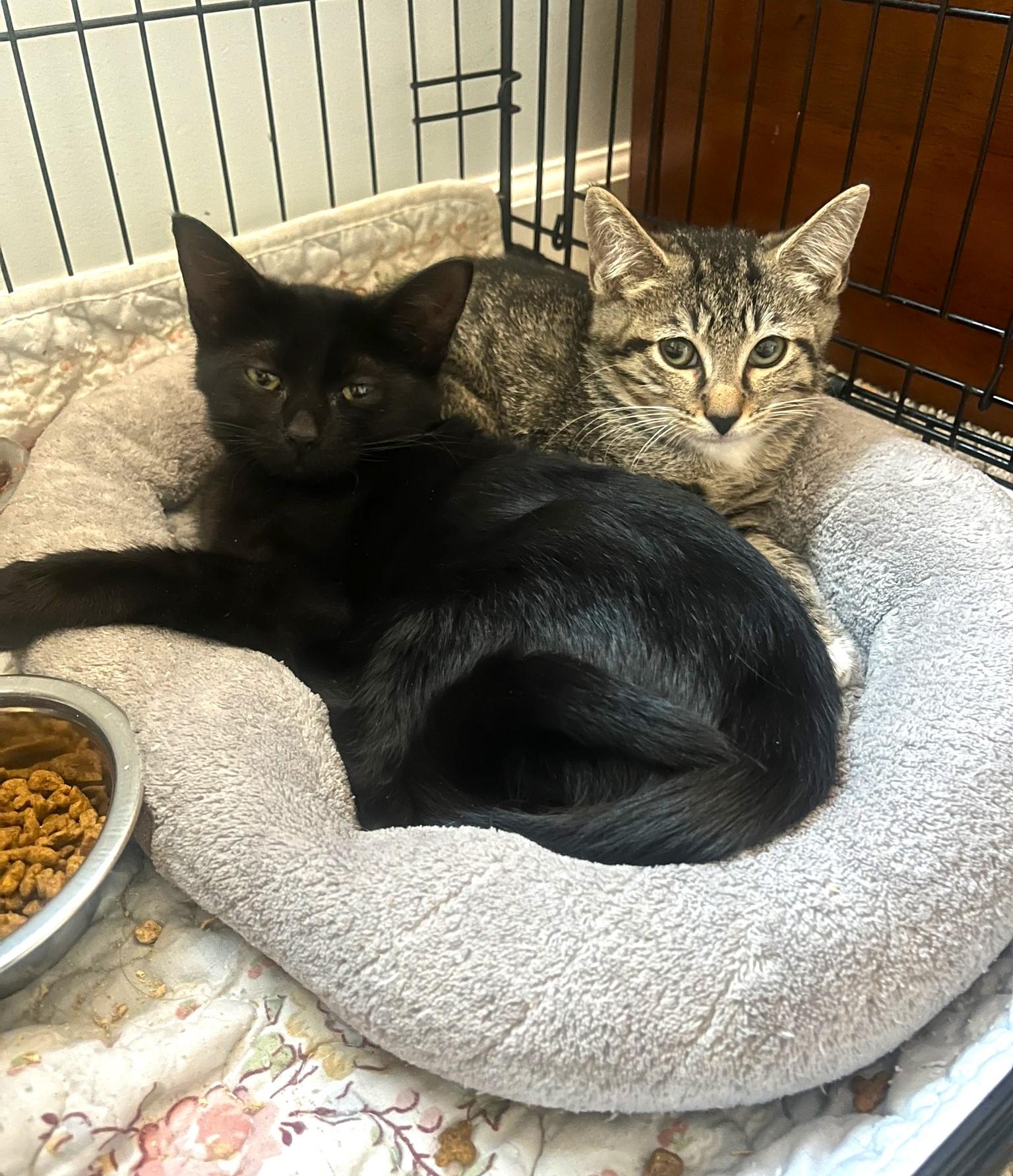 Enlarge PRAIRIE DAWN, a ADOPTABLE Domestic Short Hair in Pegram, TN image 6/6