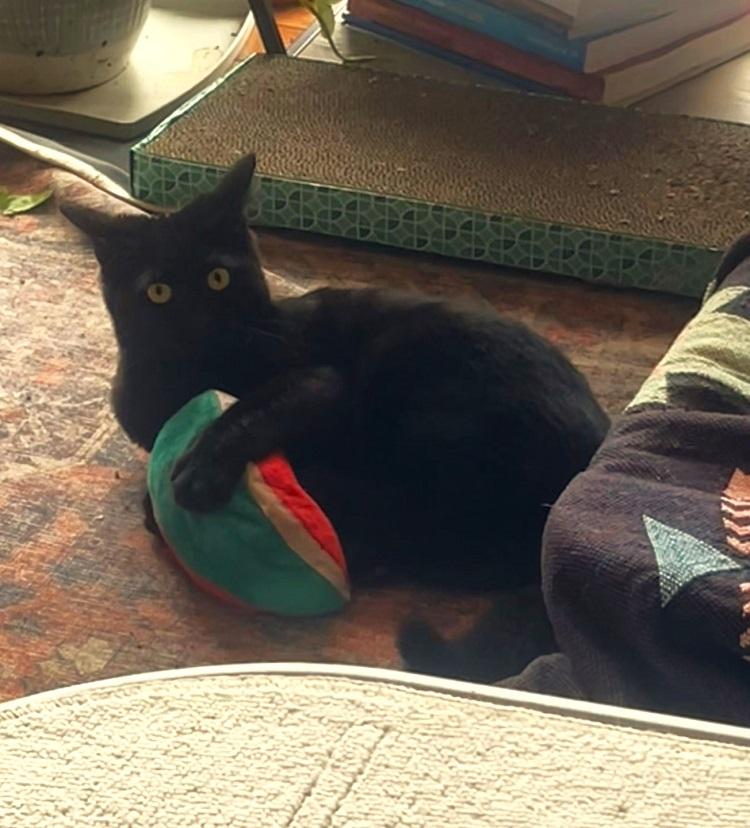 Enlarge PRAIRIE DAWN, a ADOPTABLE Domestic Short Hair in Pegram, TN image 3/6