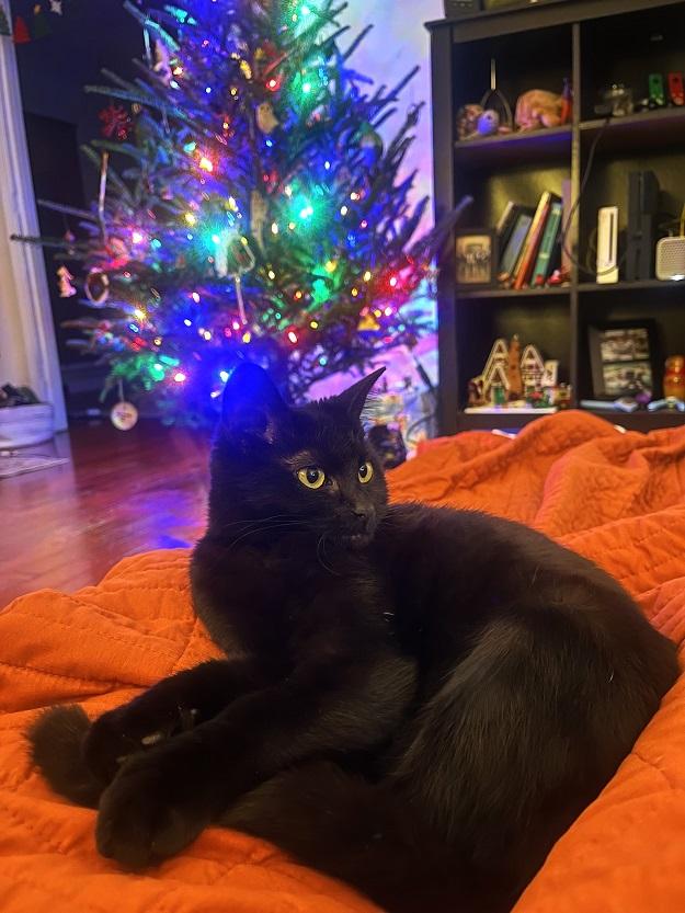 Enlarge PRAIRIE DAWN, a ADOPTABLE Domestic Short Hair in Pegram, TN image 2/6