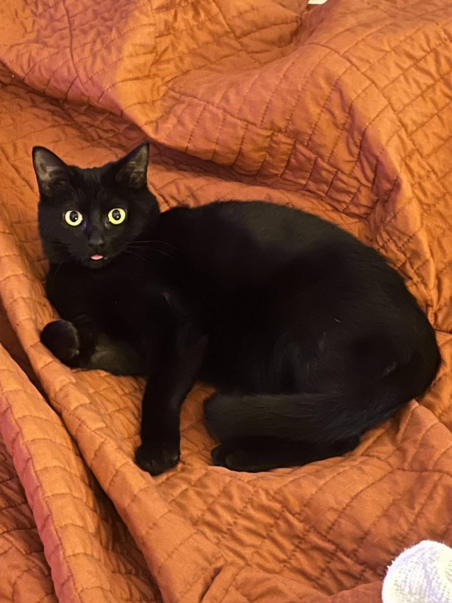 Enlarge PRAIRIE DAWN, a ADOPTABLE Domestic Short Hair in Pegram, TN image 4/6