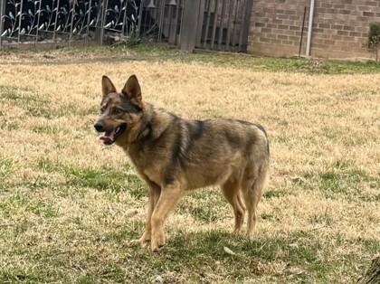 Turbo, Adoptable, Young Male Cattle Dog & Australian Shepherd.
