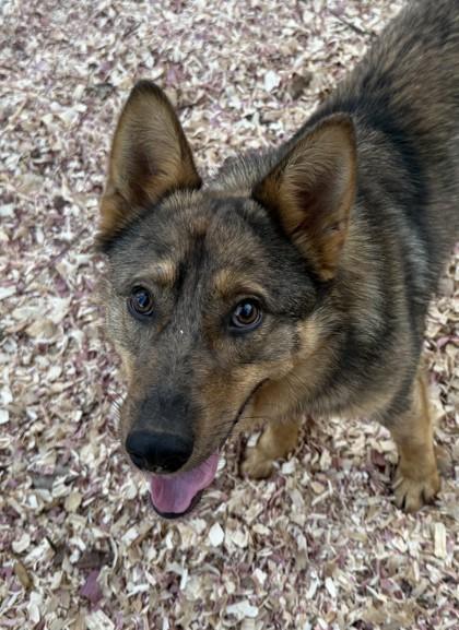 Enlarge Turbo, a Adoptable mixed breed in Wilkesboro, NC image 2/3