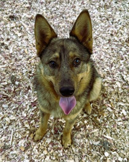 Enlarge Turbo, a Adoptable mixed breed in Wilkesboro, NC image 3/3