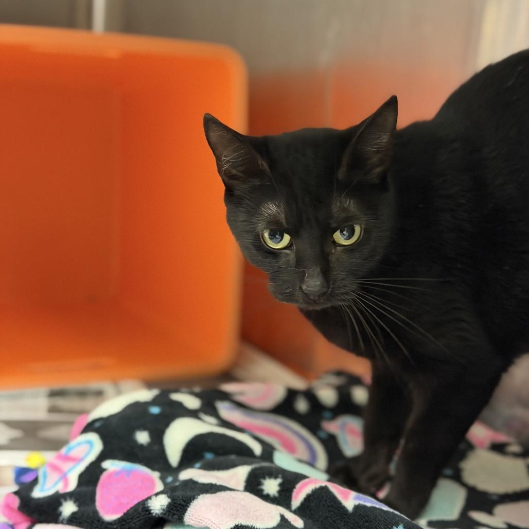 Enlarge Lorraine, a Adoptable Domestic Short Hair in Houston, TX image 1/5