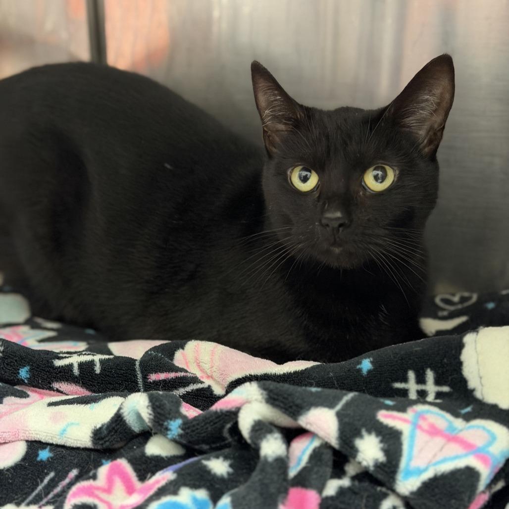 Enlarge Lorraine, a Adoptable Domestic Short Hair in Houston, TX image 2/5