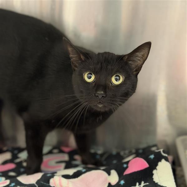 Enlarge Lorraine, a Adoptable Domestic Short Hair in Houston, TX image 3/5