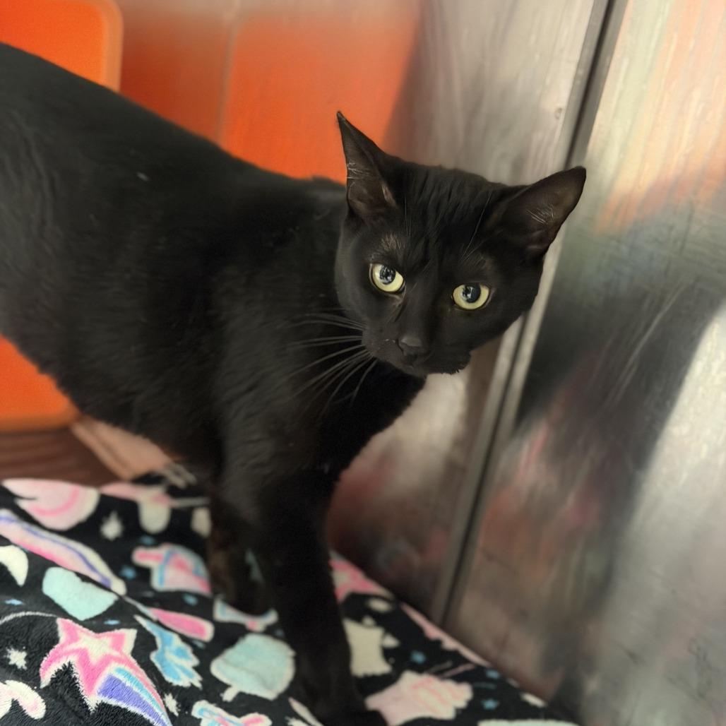 Enlarge Lorraine, a Adoptable Domestic Short Hair in Houston, TX image 4/5