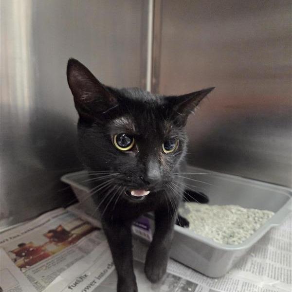 Enlarge Lorraine, a Adoptable Domestic Short Hair in Houston, TX image 5/5