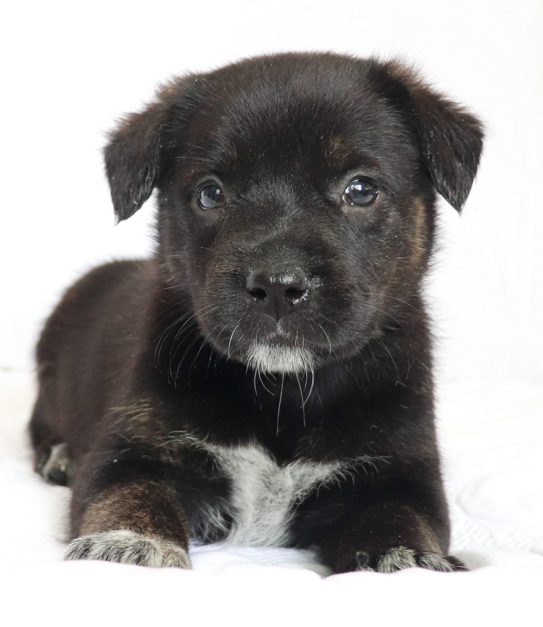 Enlarge Mary (Pickford), an adoption pending mixed breed in Saint Paul, MN image 1/6