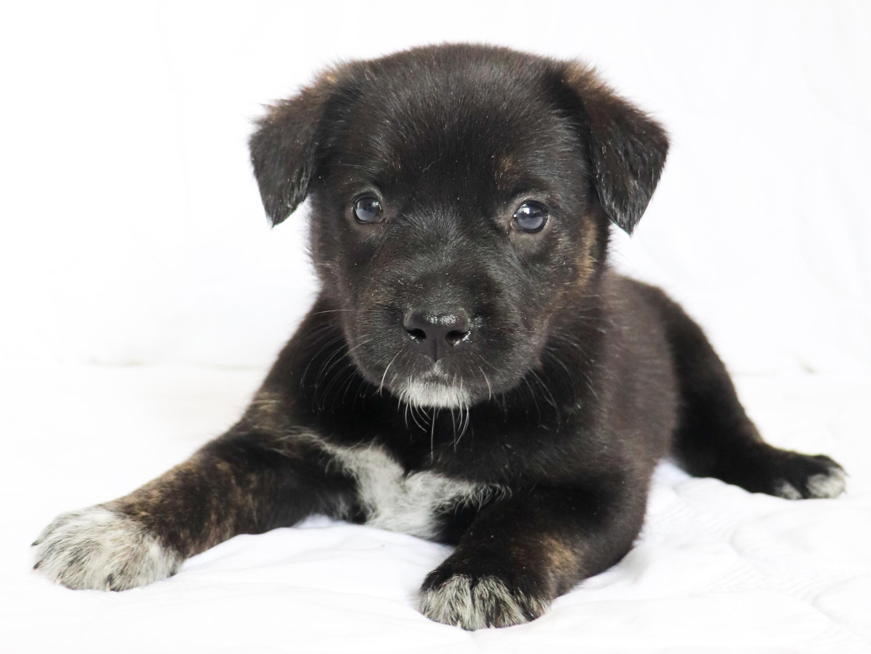 Enlarge Mary (Pickford), an adoption pending mixed breed in Saint Paul, MN image 5/6