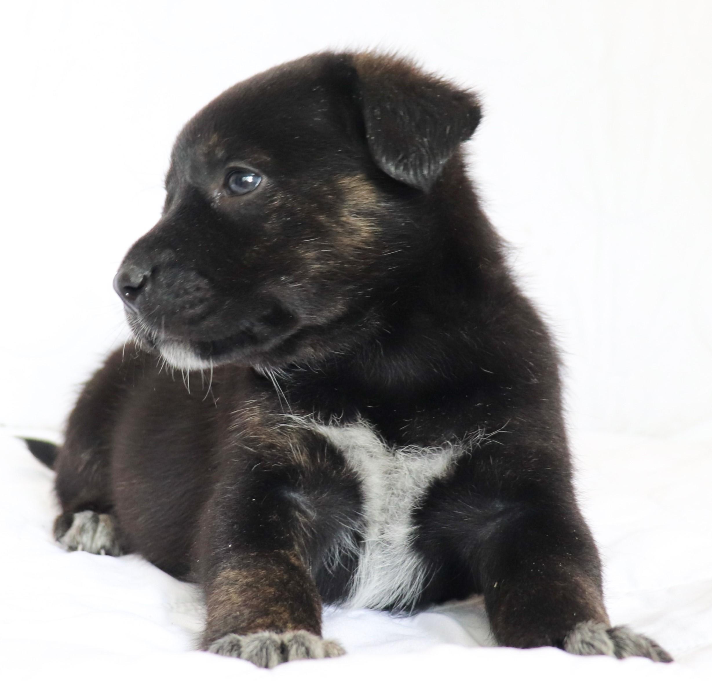 Enlarge Mary (Pickford), an adoption pending mixed breed in Saint Paul, MN image 2/6
