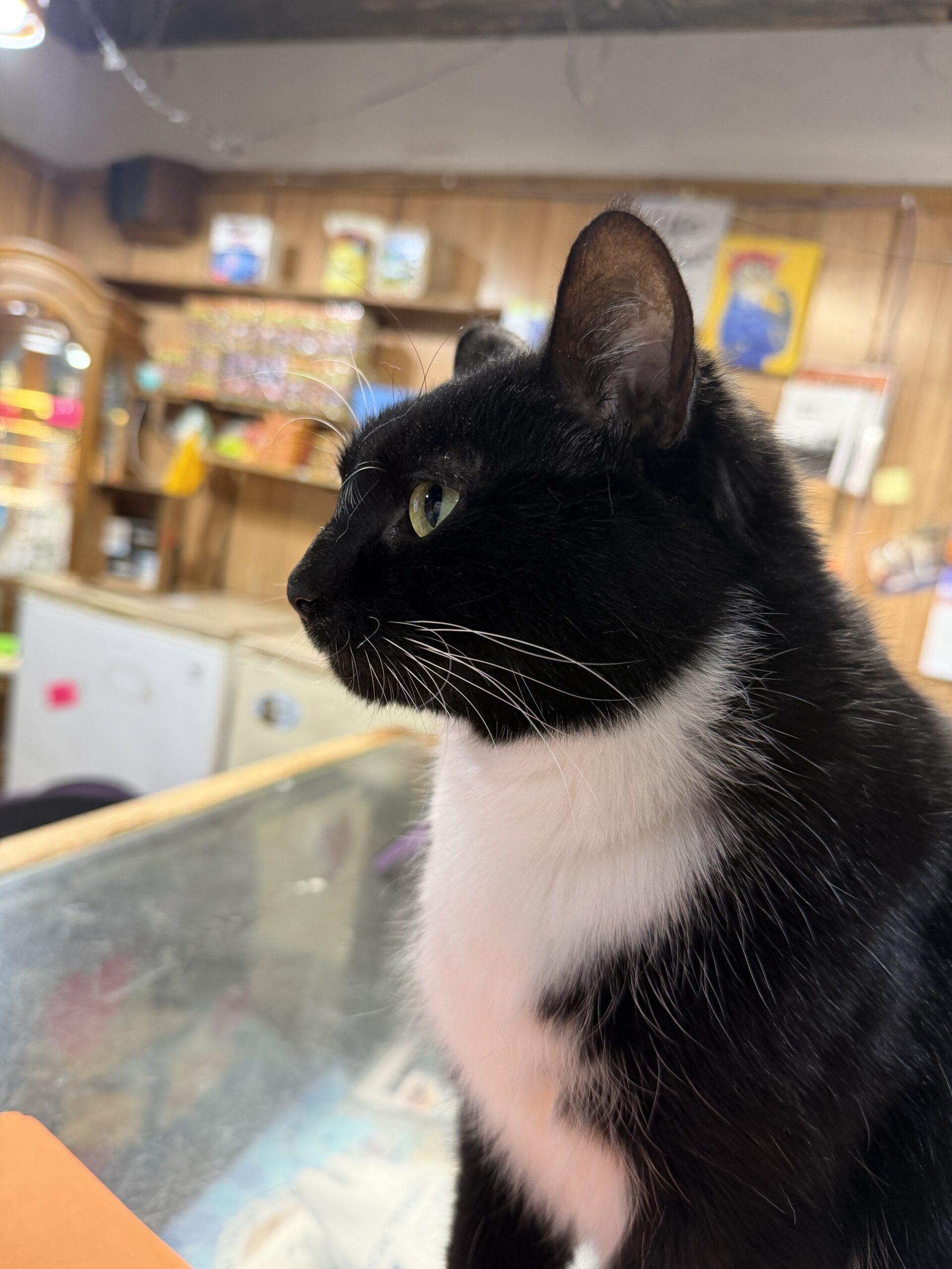 Enlarge Snowball, a Adoptable Domestic Short Hair in New Market, MN image 2/5