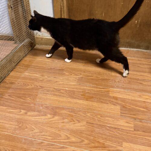 Snowball, Adoptable, Adult Female Domestic Short Hair.