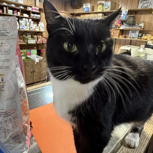 Enlarge Snowball, a Adoptable Domestic Short Hair in New Market, MN image 3/5