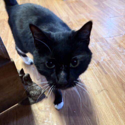 Enlarge Snowball, a Adoptable Domestic Short Hair in New Market, MN image 4/5