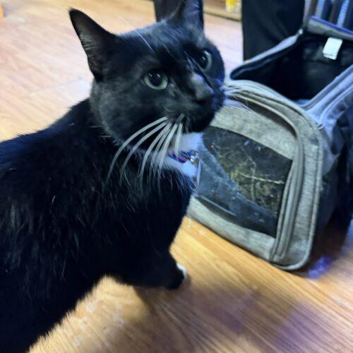 Enlarge Snowball, a Adoptable Domestic Short Hair in New Market, MN image 5/5