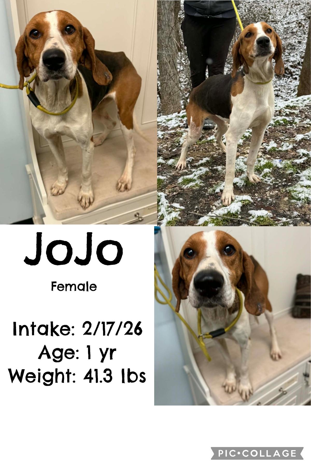 Enlarge JoJo, a ADOPTABLE Coonhound in Staffordsville, KY image 1/1