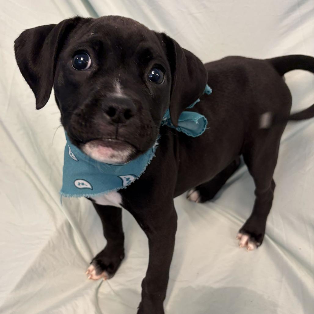 Enlarge Lilah, a Adoptable Mixed Breed in Canal Winchester, OH image 1/2