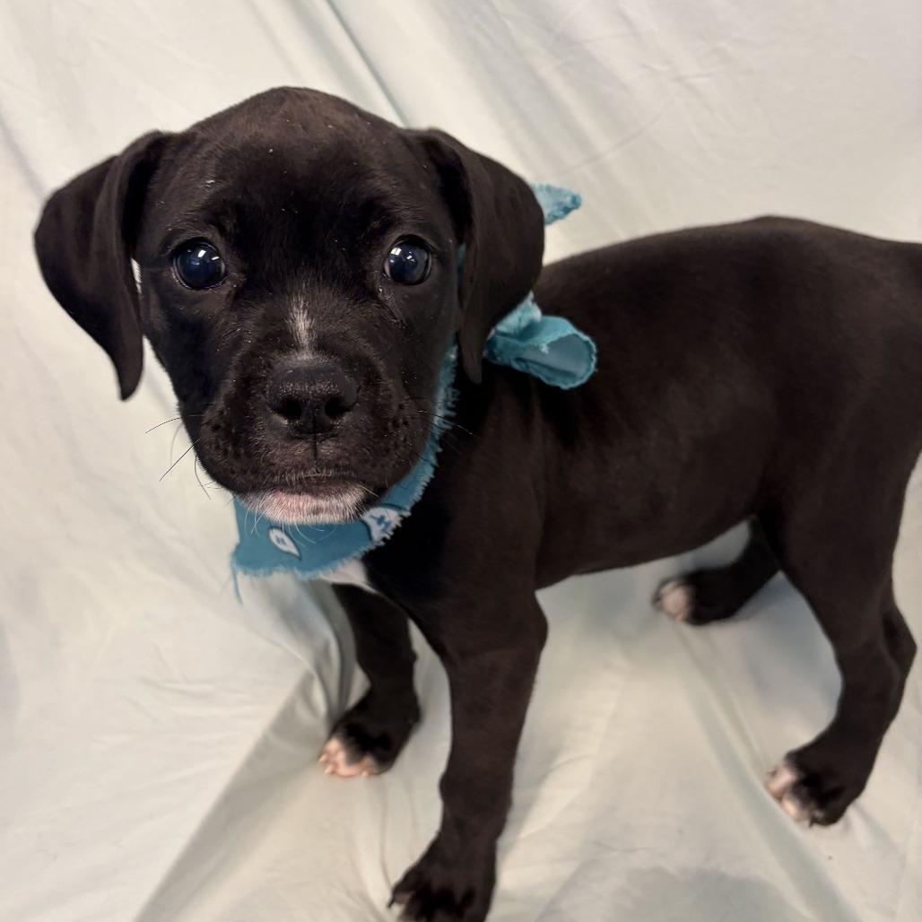 Enlarge Lilah, a Adoptable Mixed Breed in Canal Winchester, OH image 2/2