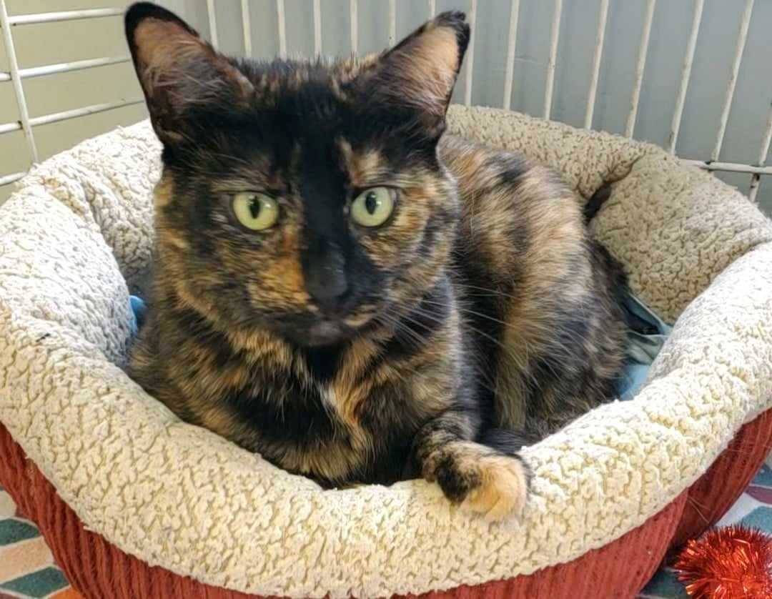 Marzipan, Adult Female unknown