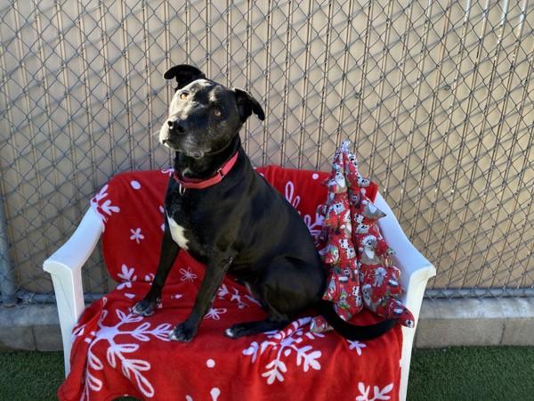 Enlarge Felicia, a Adoptable mixed breed in Oceanside, CA image 1/1