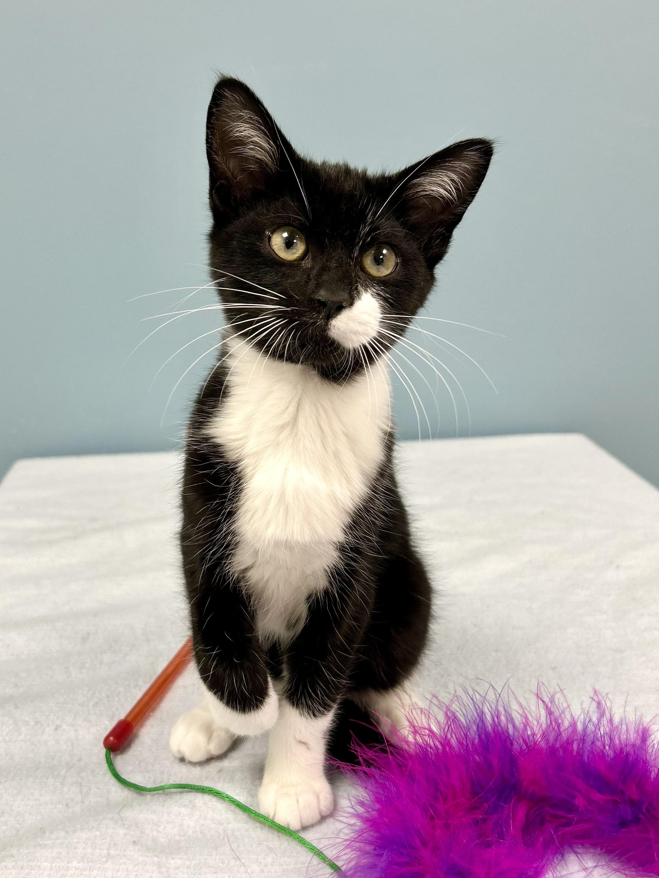 Bug, Baby Male Domestic Short Hair