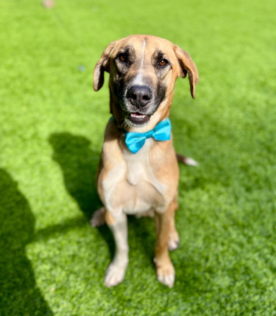 Enlarge Doc, a Adoptable mixed breed in Ellijay, GA image 1/1