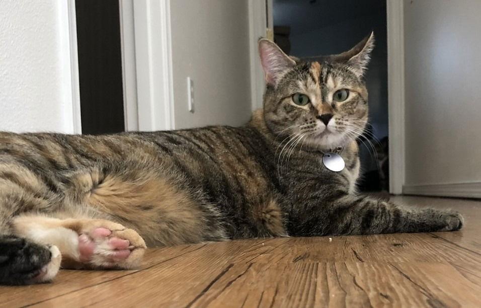 Kiki, Adoptable, Adult Female Domestic Short Hair.