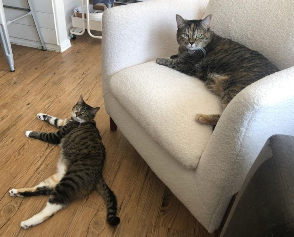 Enlarge Kiki, a Adoptable Domestic Short Hair in Battle Ground, WA image 2/2