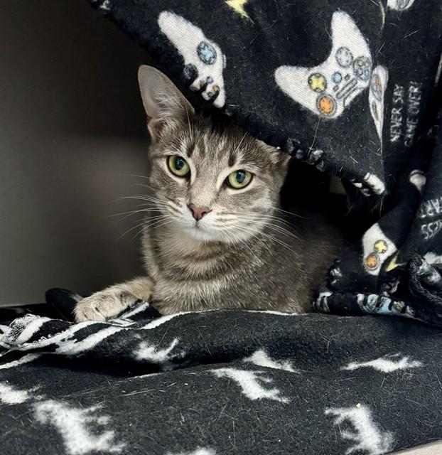 Enlarge STORMIE, a Adoptable Domestic Short Hair in Kalamazoo, MI image 1/1
