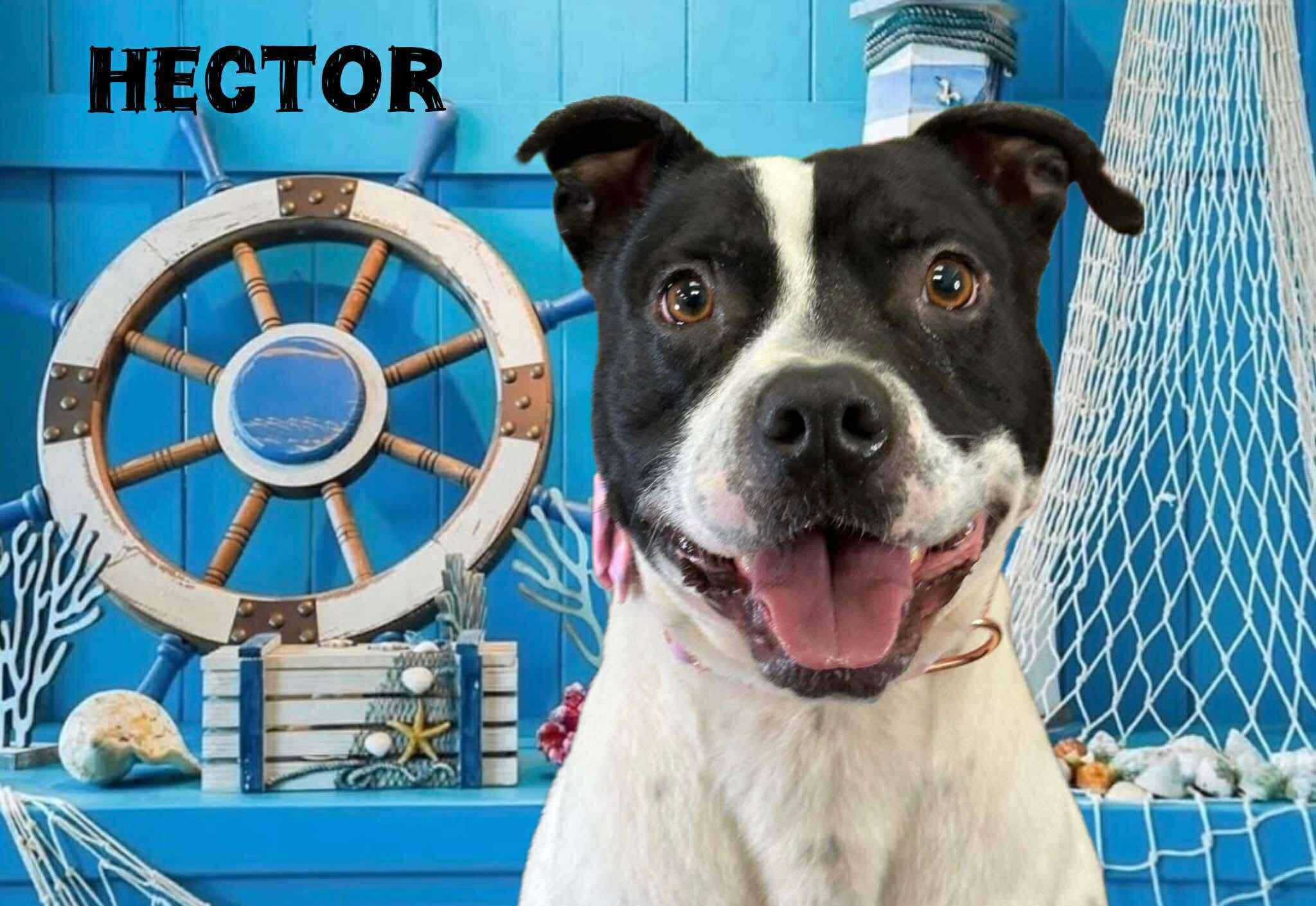 Hector, an adoptable Mixed Breed in Flint, MI, 48504 | Photo Image 3