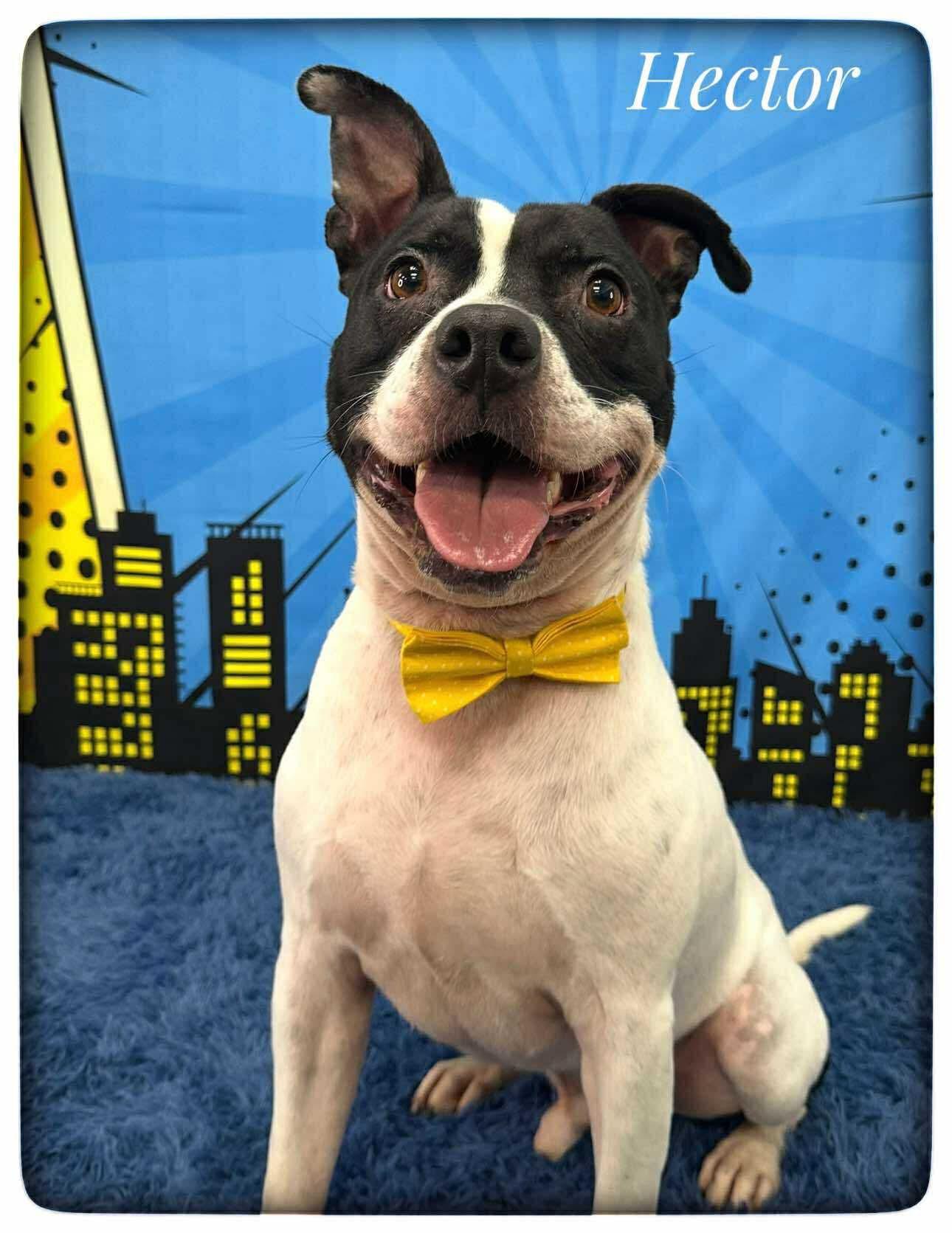 Hector, an adoptable Mixed Breed in Flint, MI, 48504 | Photo Image 1