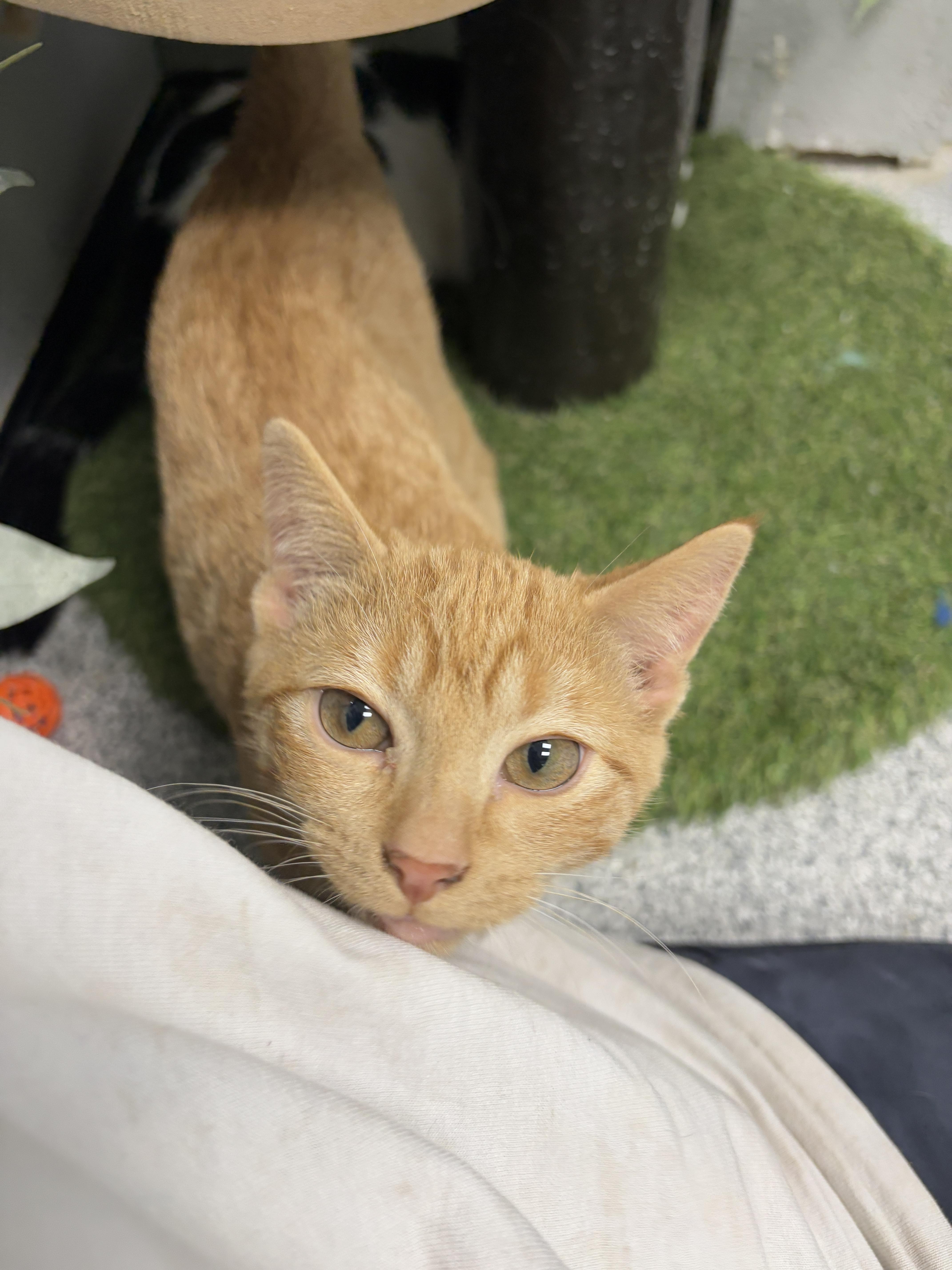 Enlarge Lasagna, an adopted Domestic Short Hair in Monticello, IA image 1/6