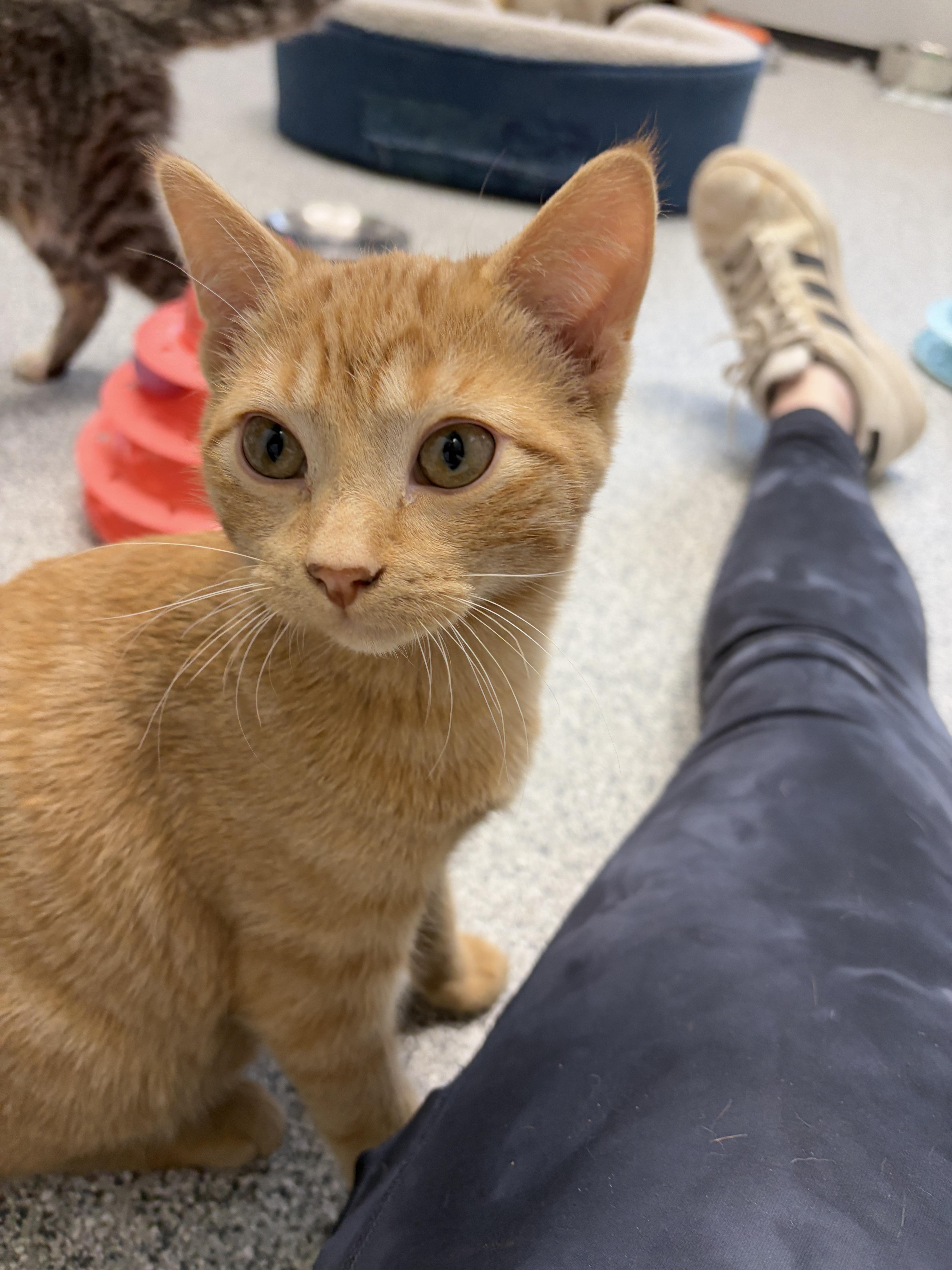 Enlarge Lasagna, an adopted Domestic Short Hair in Monticello, IA image 2/6