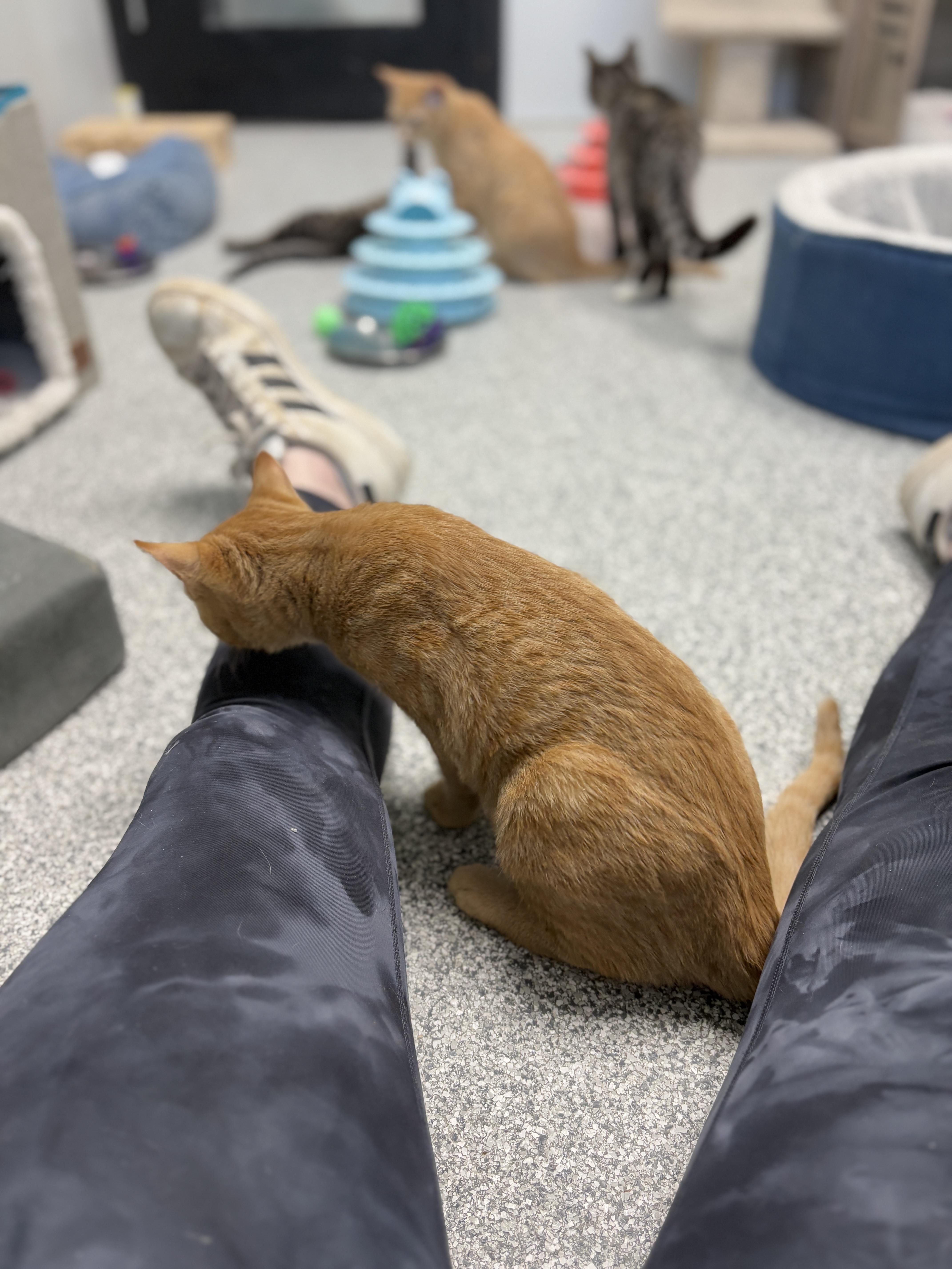 Enlarge Lasagna, an adopted Domestic Short Hair in Monticello, IA image 3/6