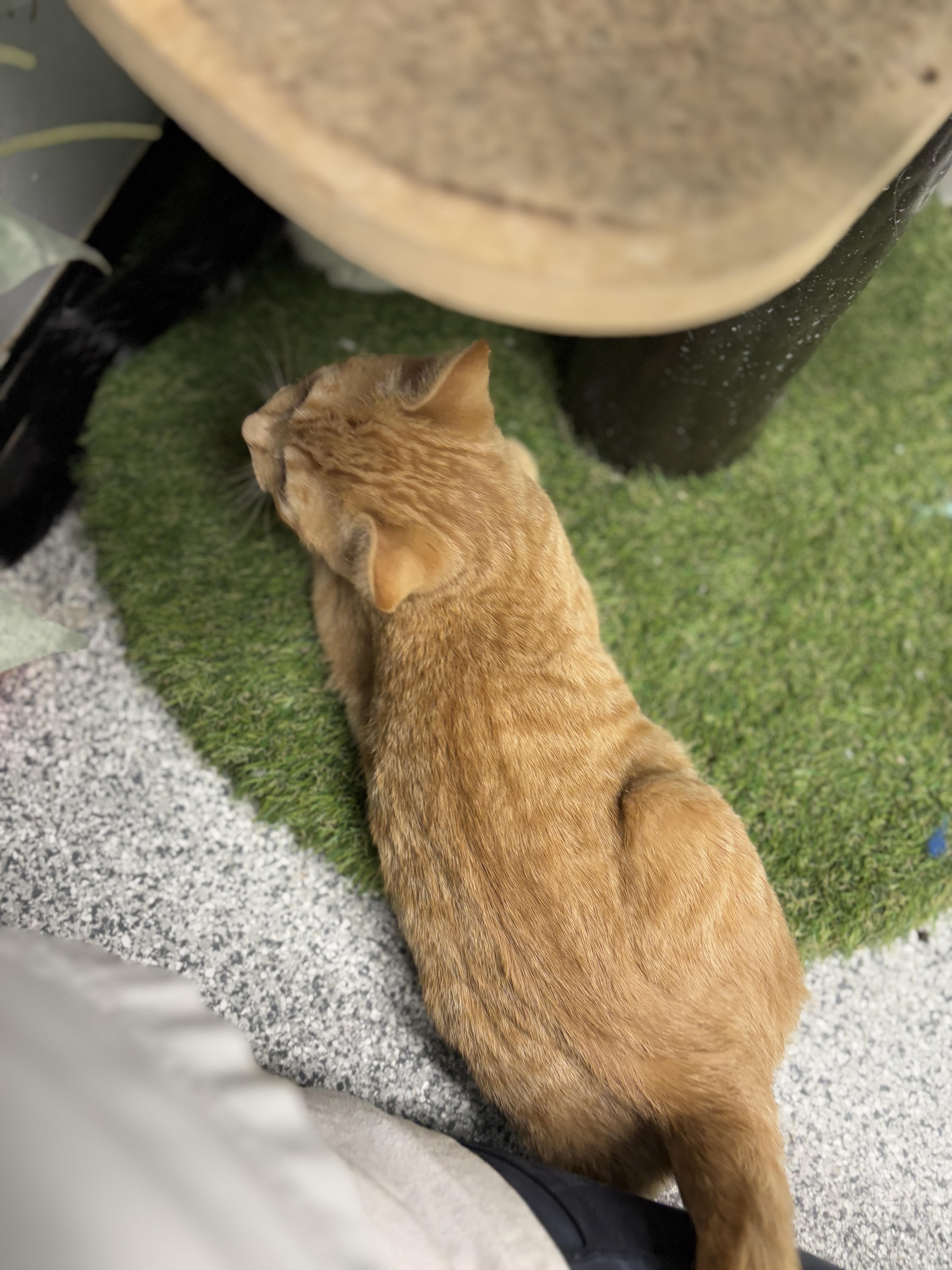 Enlarge Lasagna, an adopted Domestic Short Hair in Monticello, IA image 4/6