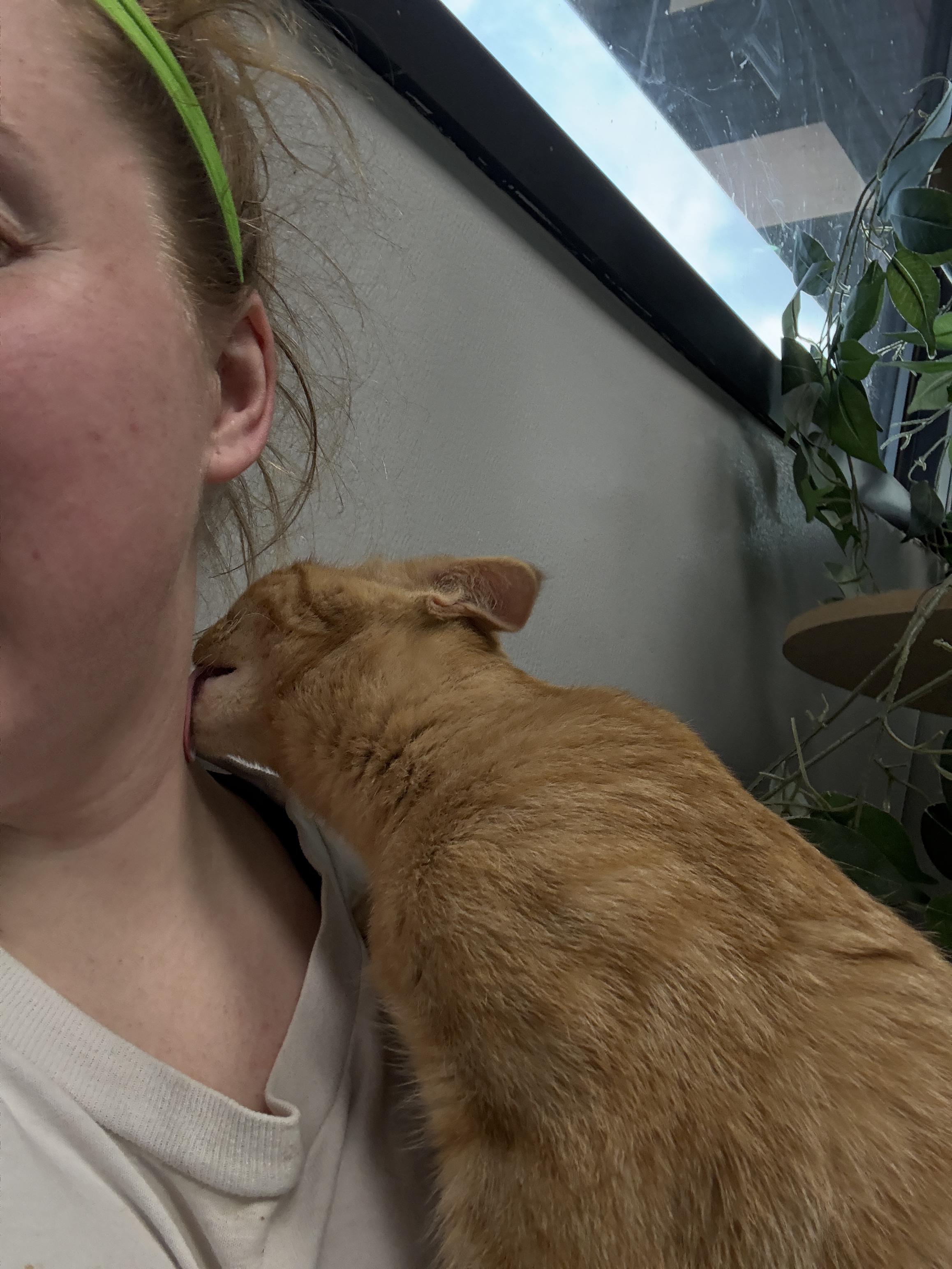 Enlarge Lasagna, an adopted Domestic Short Hair in Monticello, IA image 5/6