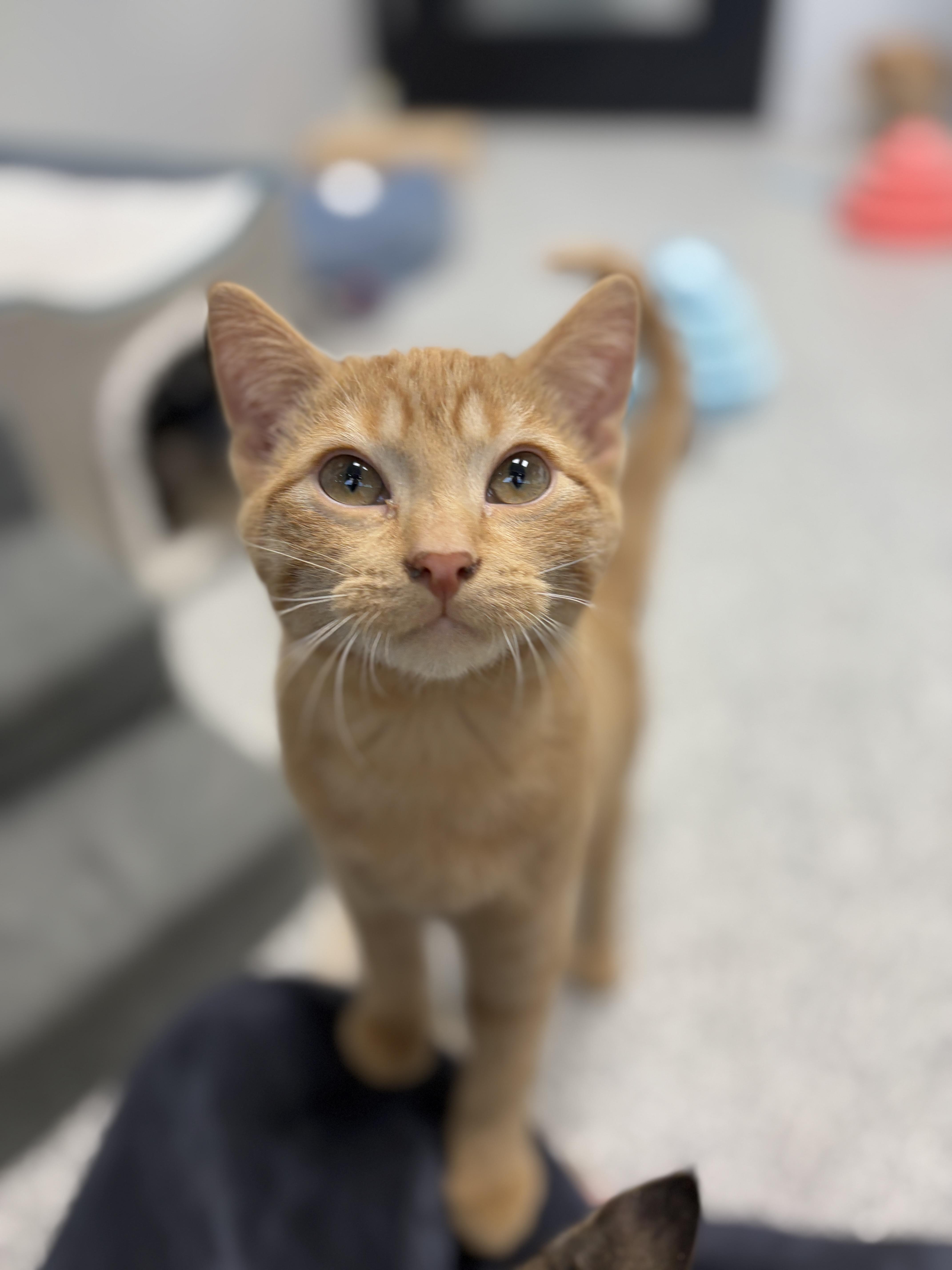 Enlarge Lasagna, an adopted Domestic Short Hair in Monticello, IA image 6/6