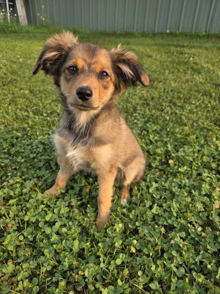 Sophie, a Adoptable mixed breed in Spooner, WI image 1/4