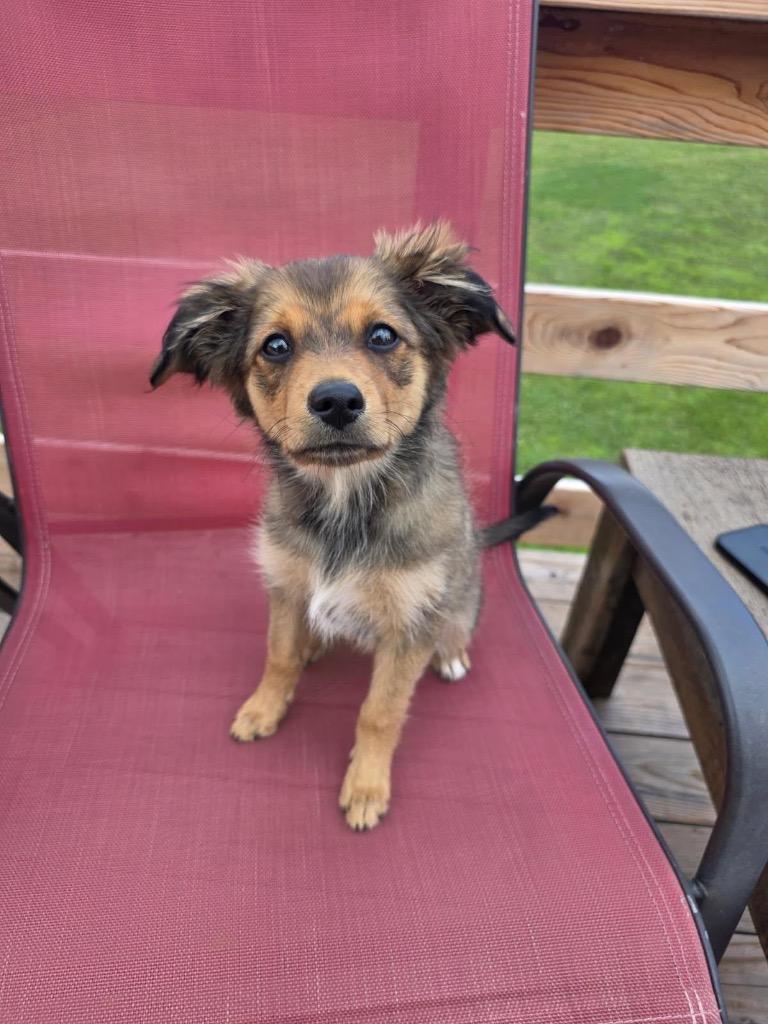 Sophie, a Adoptable mixed breed in Spooner, WI image 4/4