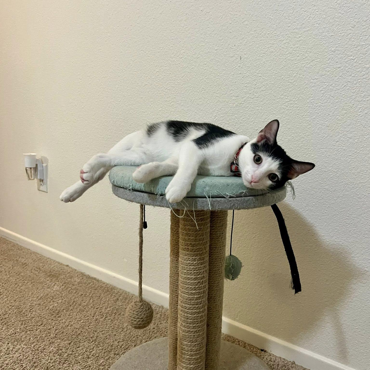 Enlarge Tweedle Dee, a Adoptable Domestic Short Hair in Honolulu, HI image 3/4