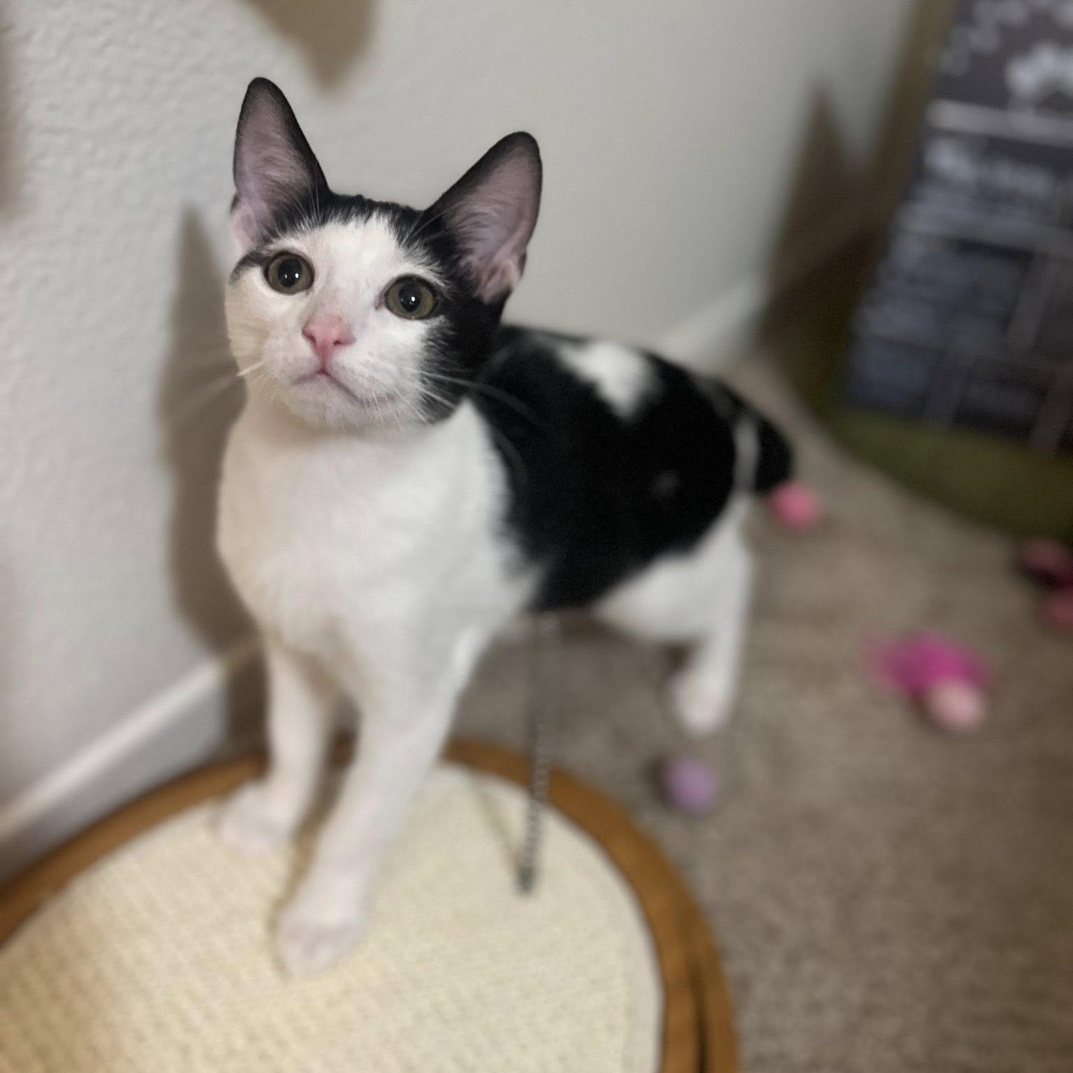 Enlarge Tweedle Dee, a Adoptable Domestic Short Hair in Honolulu, HI image 4/4