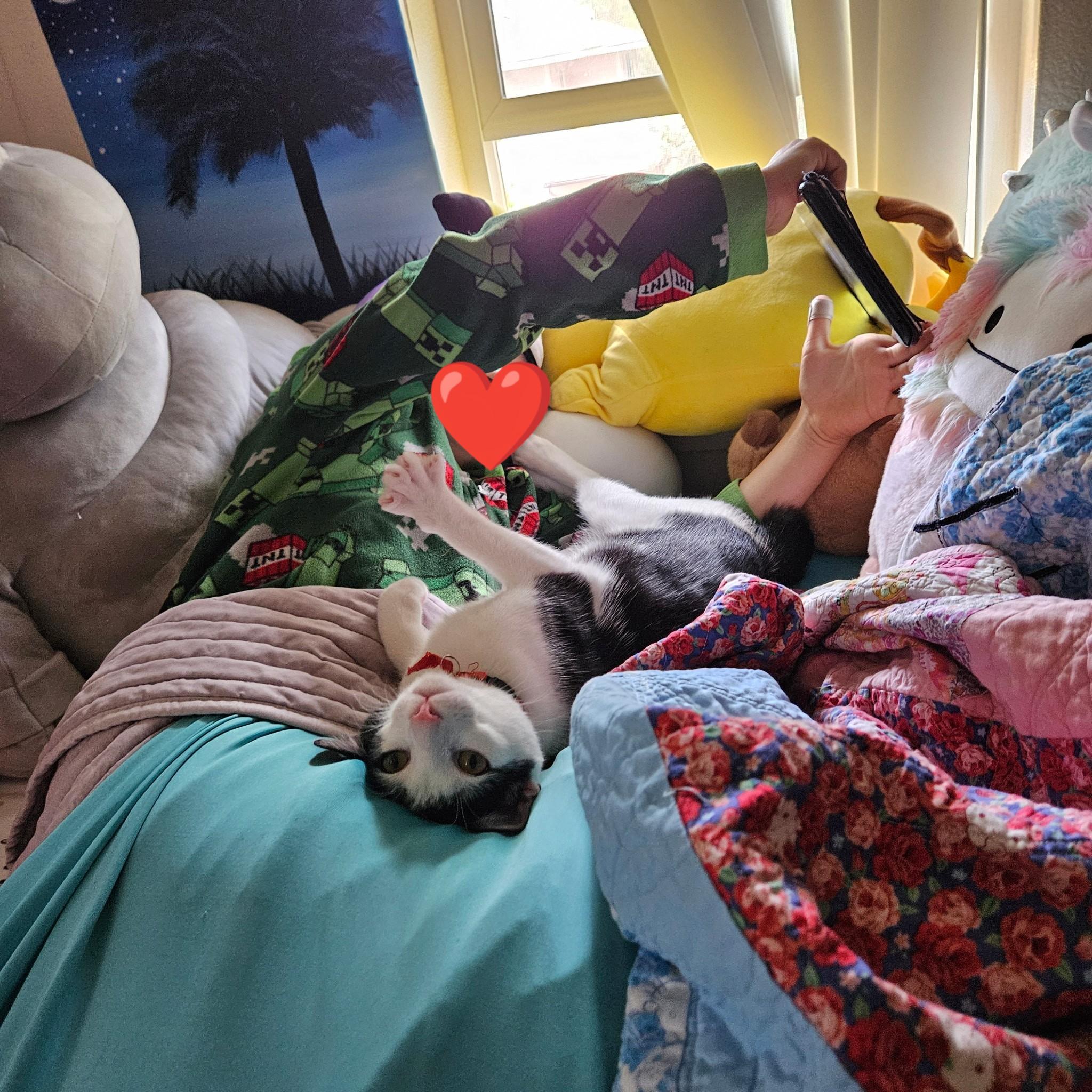 Enlarge Tweedle Dee, a Adoptable Domestic Short Hair in Honolulu, HI image 1/4