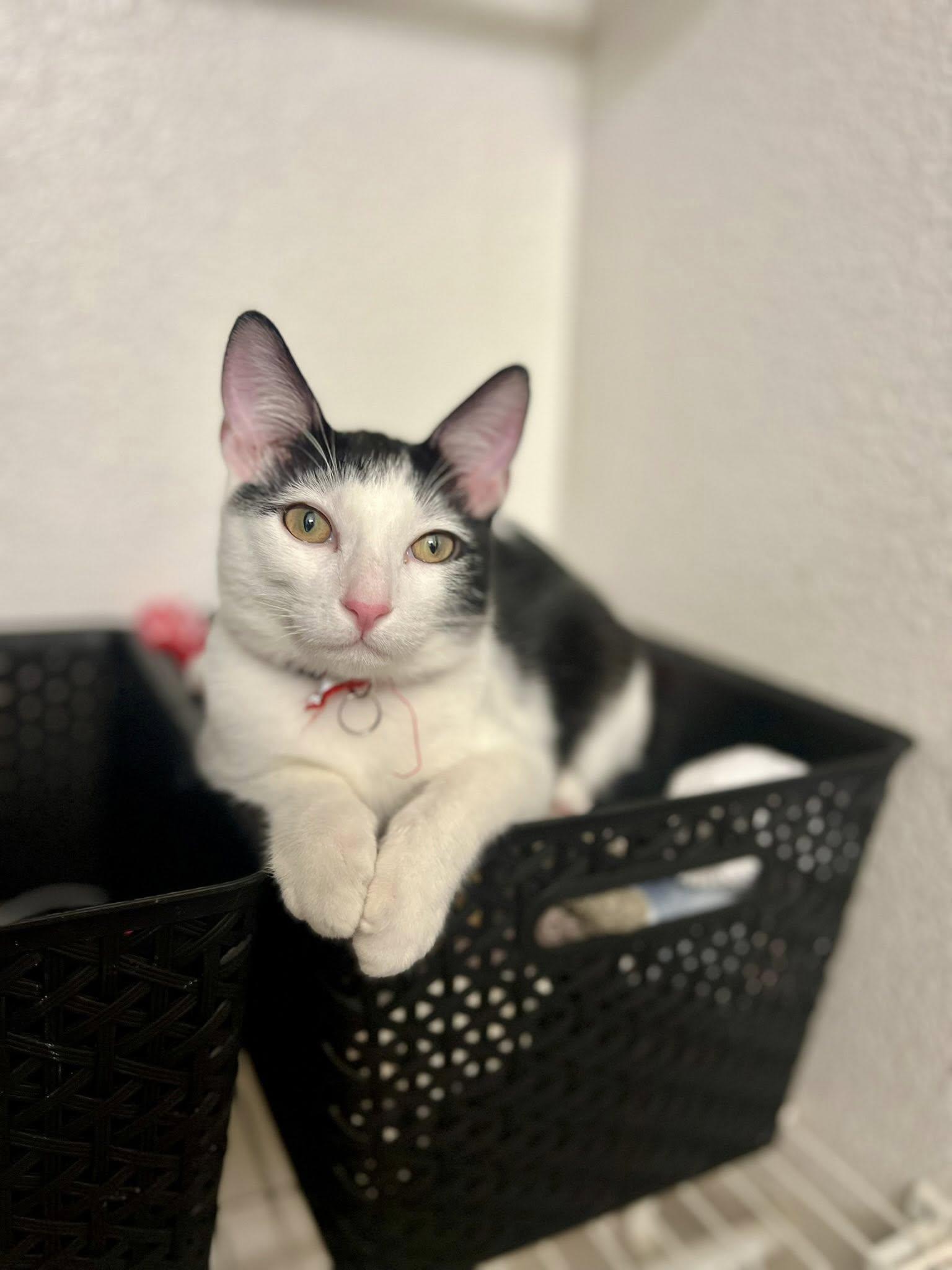 Tweedle Dee, Adoptable, Kitten Male Domestic Short Hair.