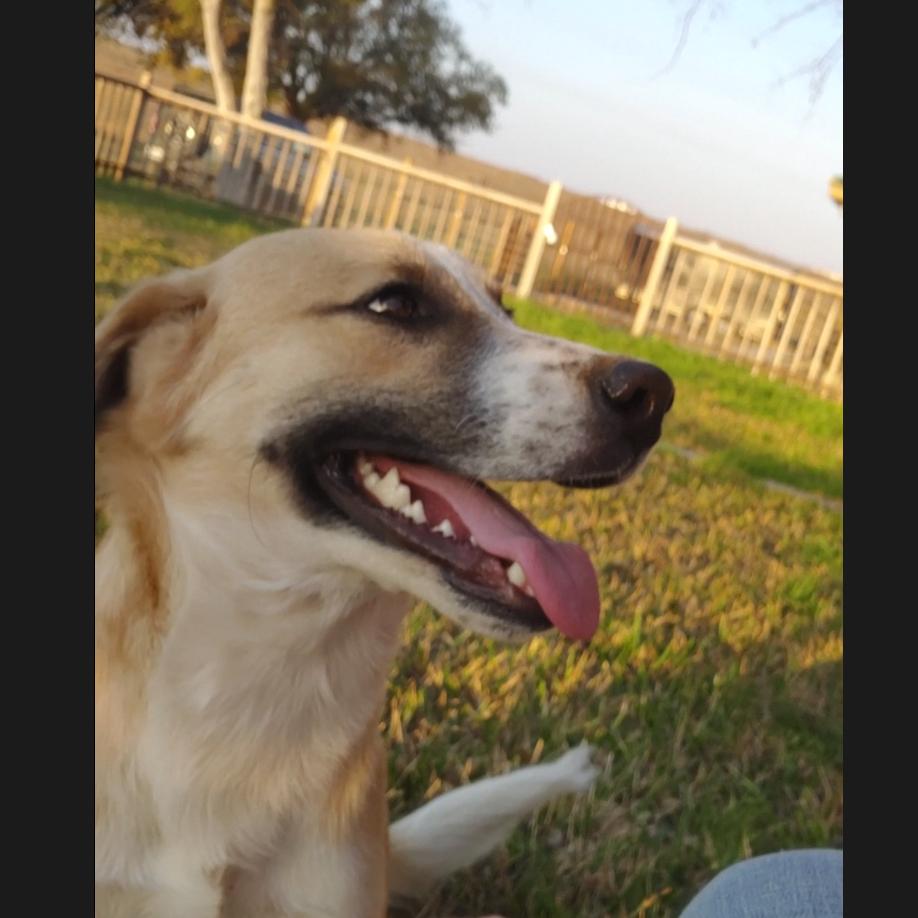 Koda — thumbnail 4