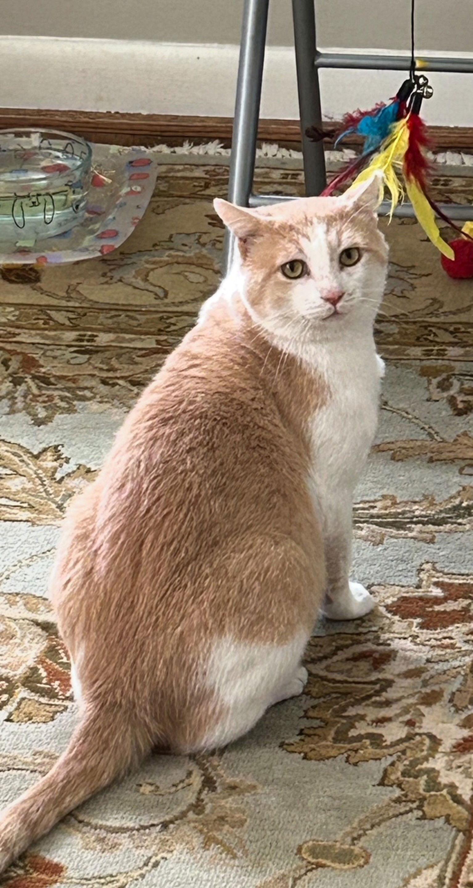 DUSTY - A HUNK - MILD Mannered!, Adoptable, Adult Male American Shorthair & British Shorthair.