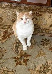DUSTY - A HUNK - MILD Mannered!, Adoptable, Adult Male American Shorthair & British Shorthair.