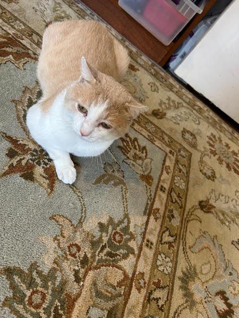 Enlarge DUSTY THE HUNK - MILD Mannered -Own Home, a Adoptable mixed breed in Atlanta, GA image 2/3