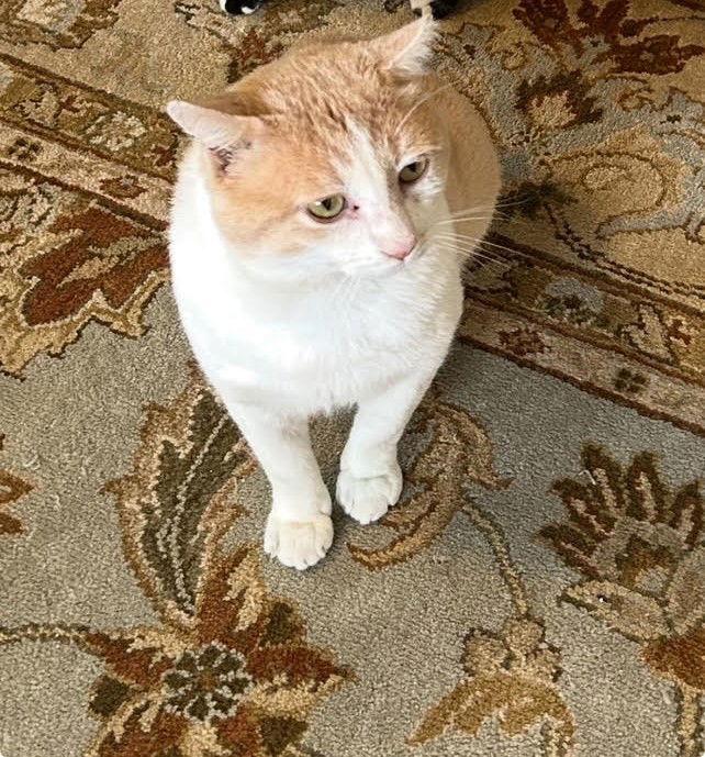 DUSTY - A HUNK - MILD Mannered!, a Adoptable mixed breed in Atlanta, GA image 3/3