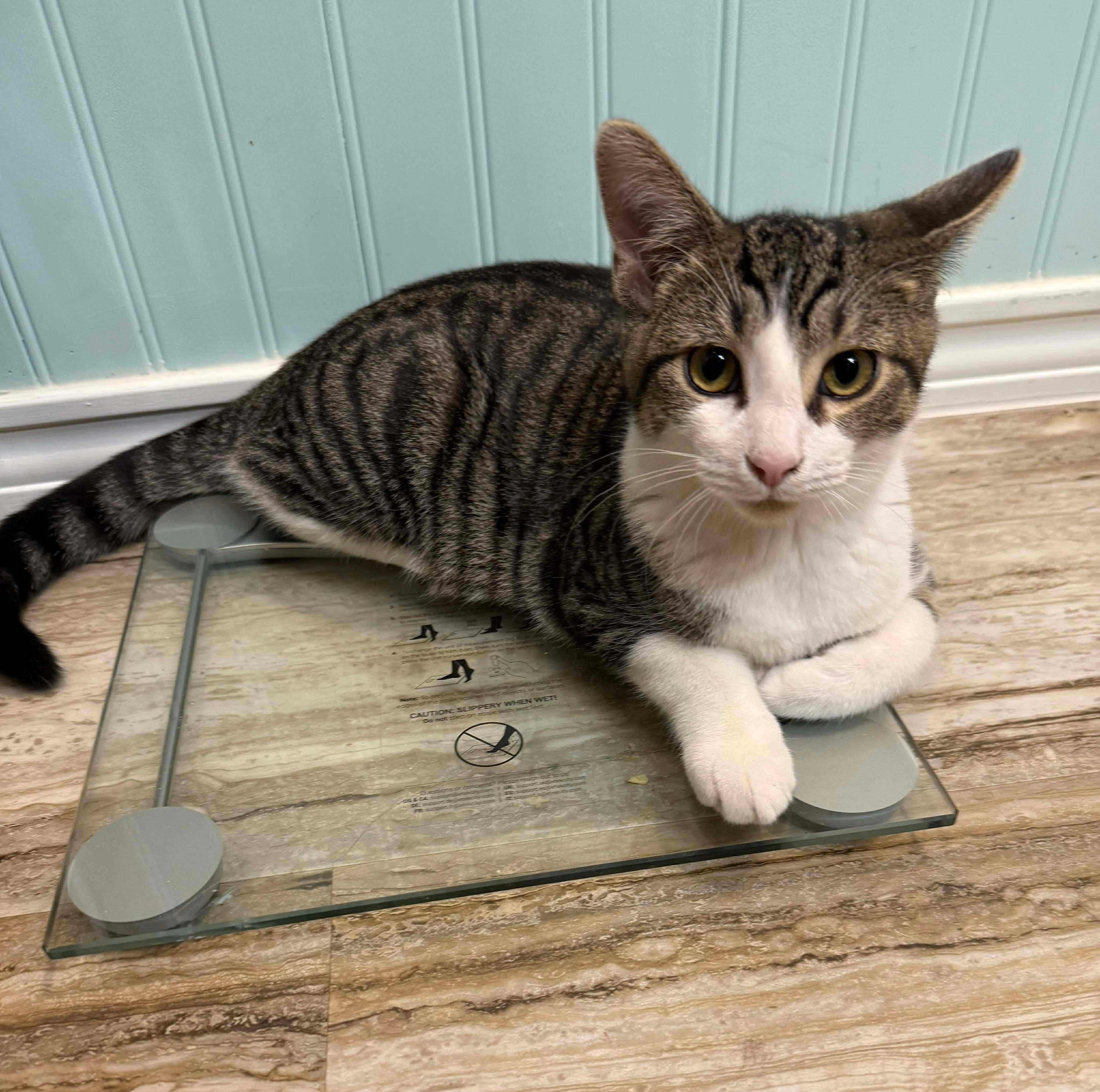 Moxie, Adoptable, Kitten Male Domestic Short Hair.